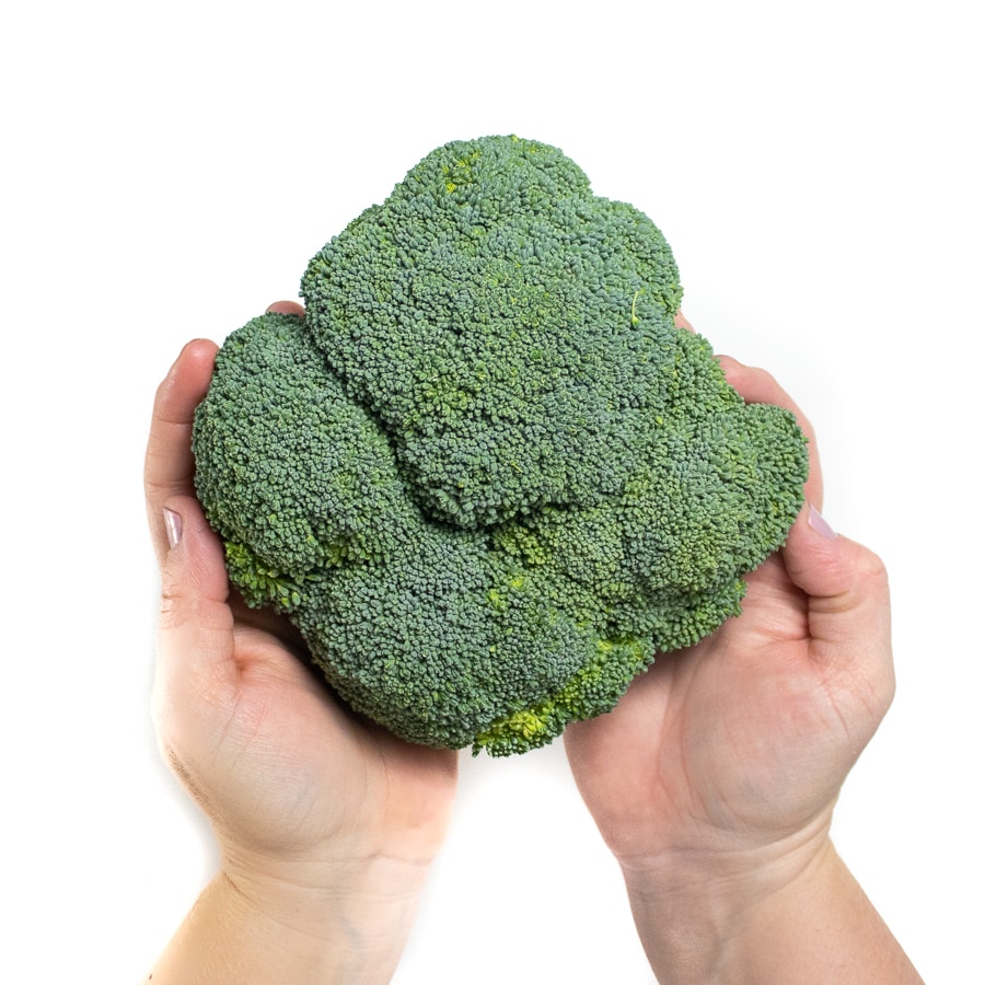 2 hands holding a broccoli crown.